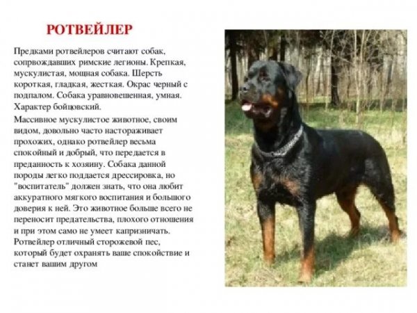 Ротвейлер
