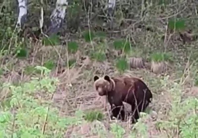 Медведь