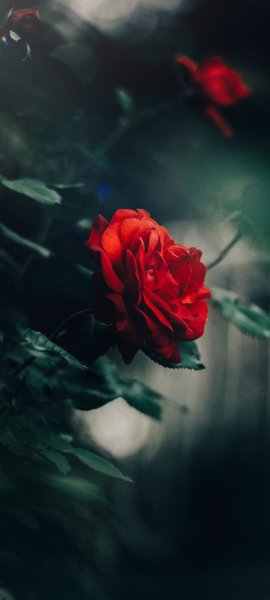 Android Wallpaper (527)