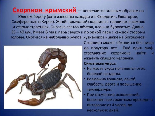 Скорпион крымский