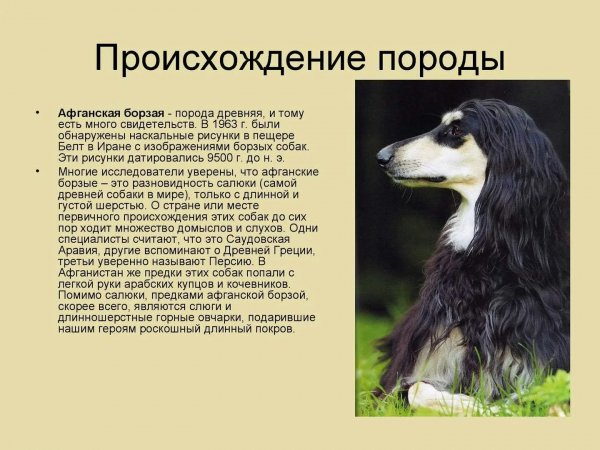 Афганская борзая