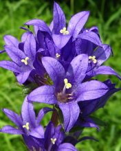 Flowers 226