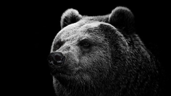 Medved grizli vzglyad nos 85885 1920x1080-