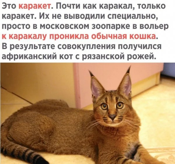 Такое дело
