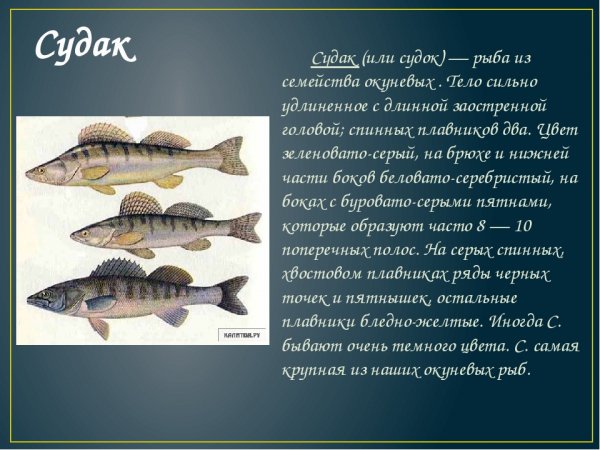 Судак