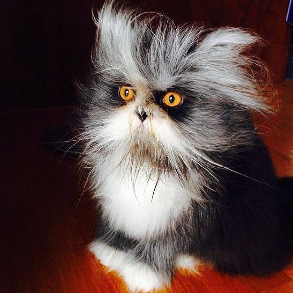 Кошки