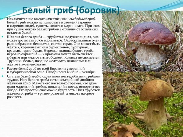 Боровик