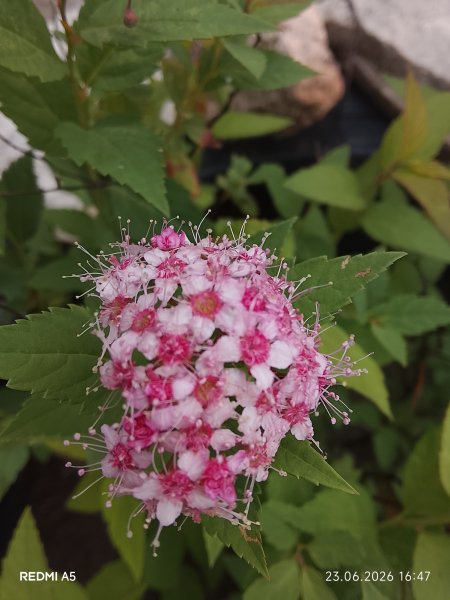 Спирея розовая