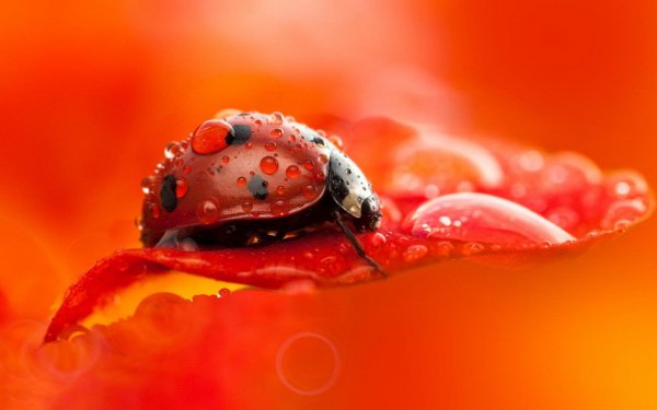 Amazing Mixed Wallpapers 106 (97)