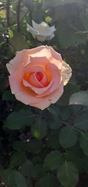 IMG-8e7c12bbebebdd4793bc196afce747bc-V