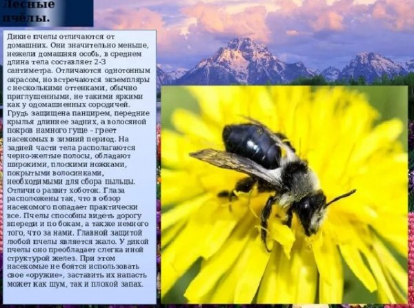 Дикие пчёлы