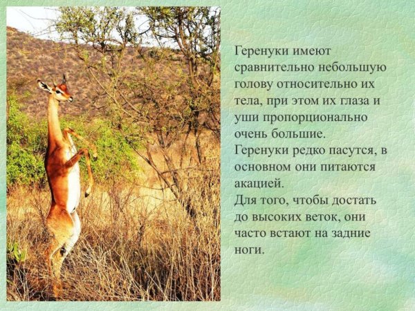 Геренуки