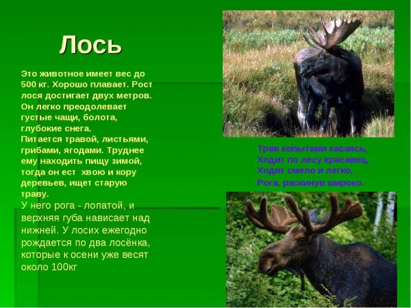 Лось