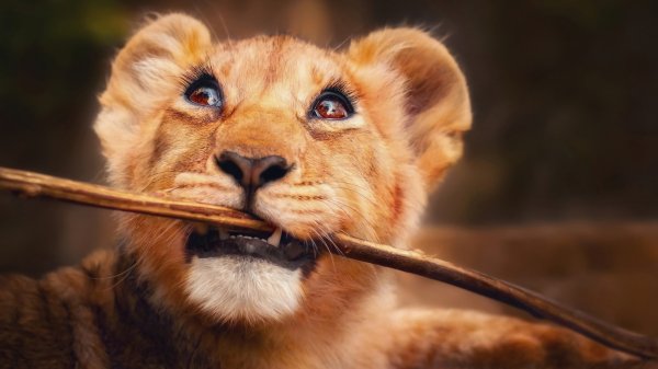 Lion-cub-cute-picture 4K-4.3348