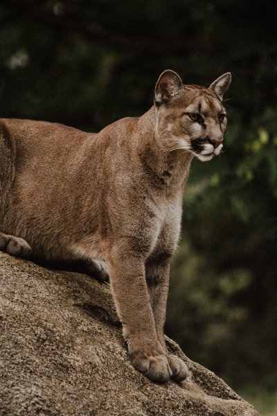 puma hishchnik bolshaia koshka 122147 2733x4100