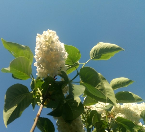 White syringa in the morning 2