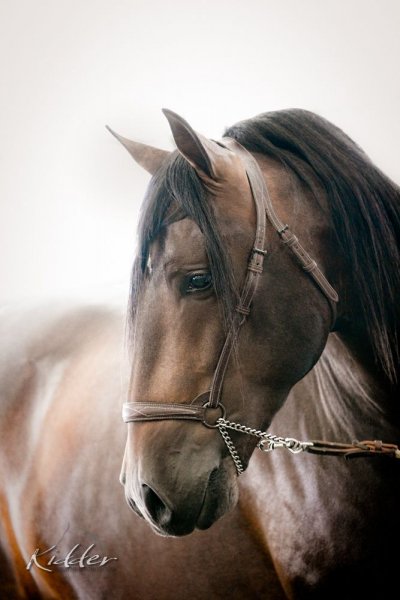 horse-love
