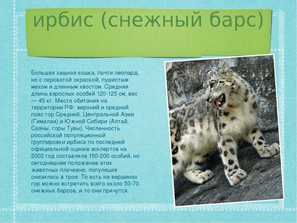 Ирбис (снежный барс)