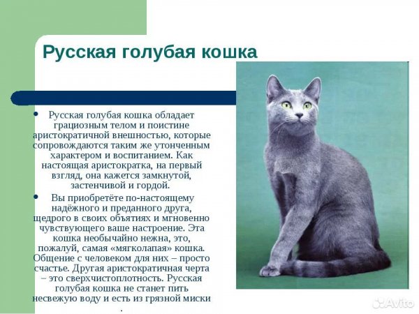 Русская голубая кошка