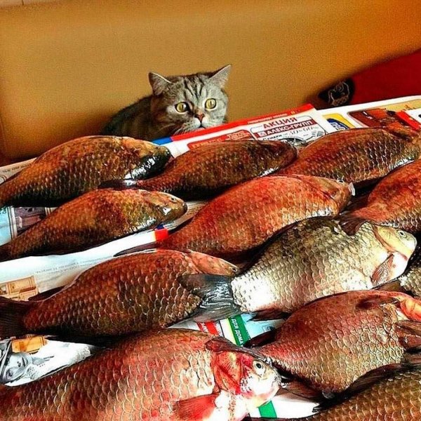 Ошалеть!