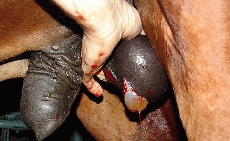 CASTRATING