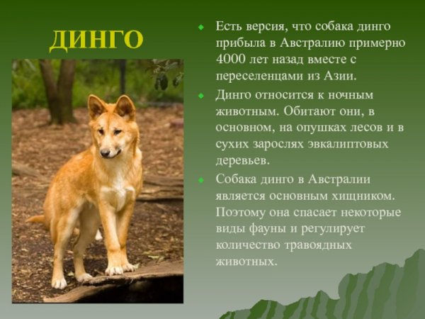 Динго