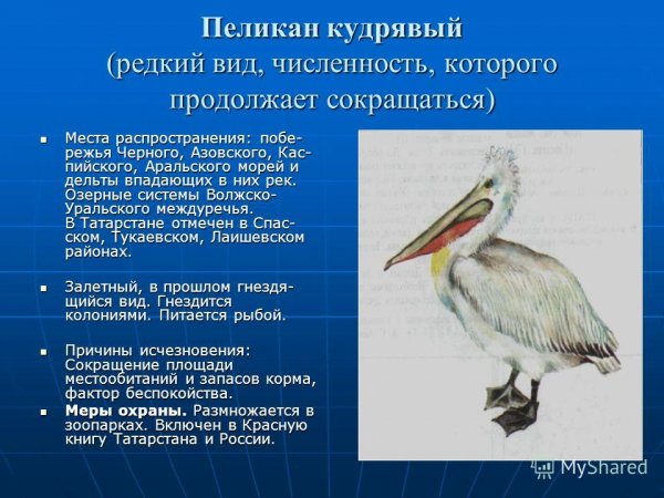 Пеликан кудрявый