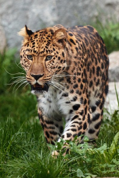 animal big carnivore cat dangerous feline hunter leopard-1358