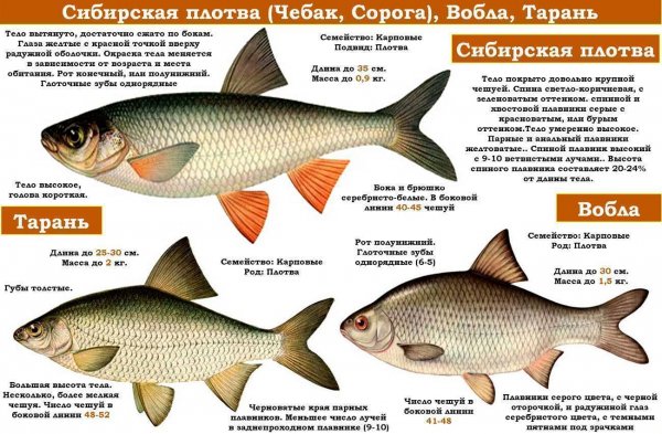 Сибирская плотва