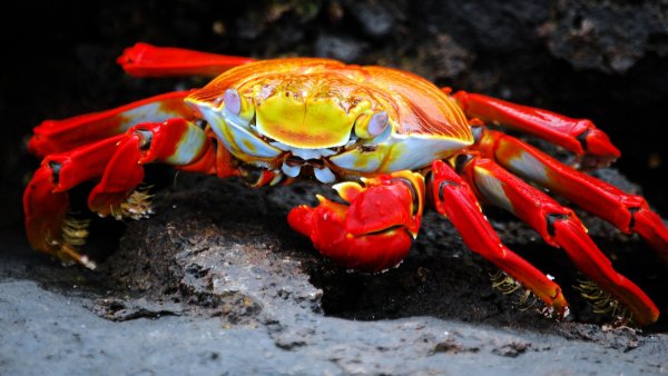 The Galápagos Islands 1920x1080