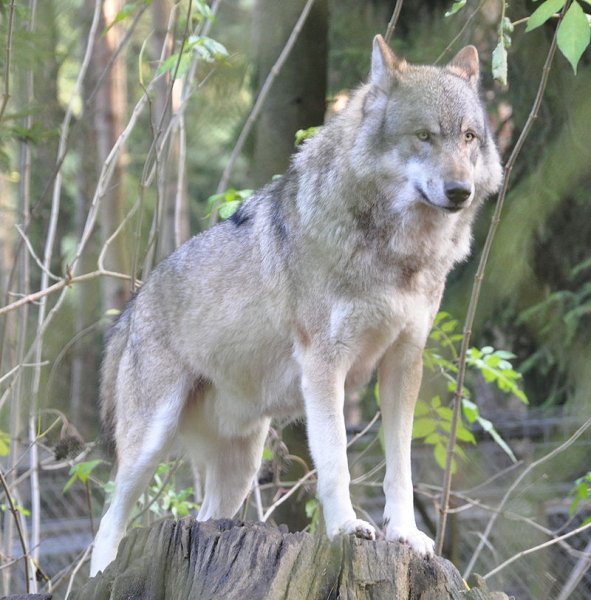 px-Canis lupus lupus qtl1