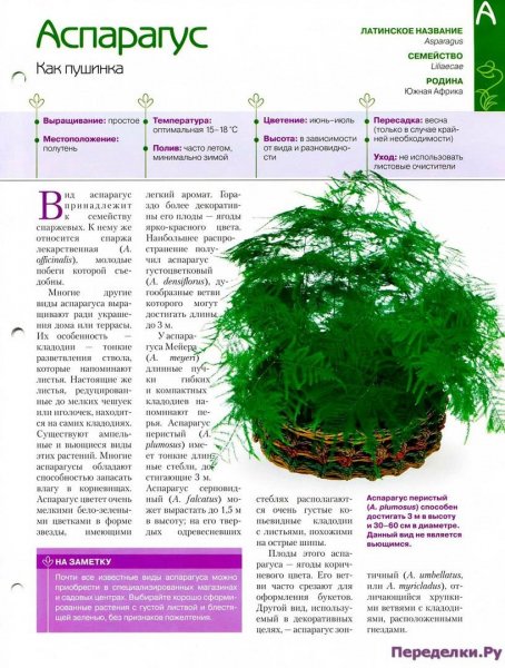 Аспарагус