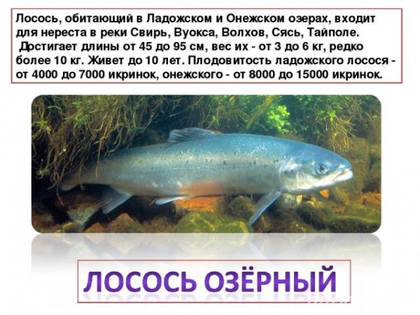 Лосось озерный