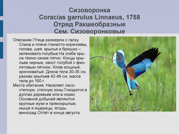 Сизоворонка