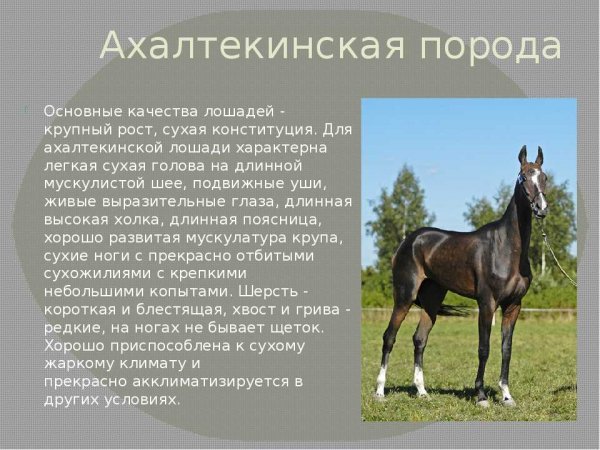 Ахалтекинская порода