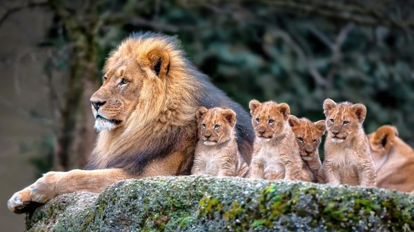 Lion-with-cubs-4k 917@5@m