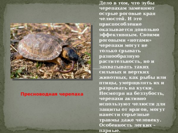 Пресноводная черепаха