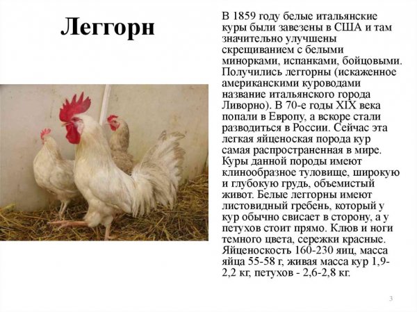 Kuru-legorn