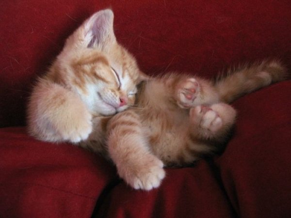 cats cats 55