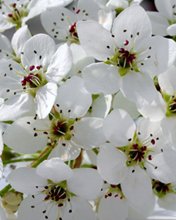 Flowers 036