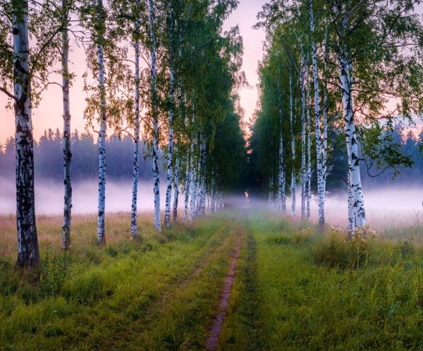 утро берёзы