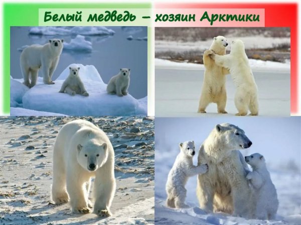Хозяин Арктики