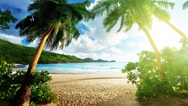 Tropics Sea Scenery Palma Beach 512