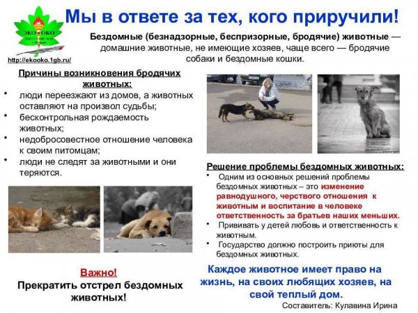 Мы в ответе за тех, кого приручили