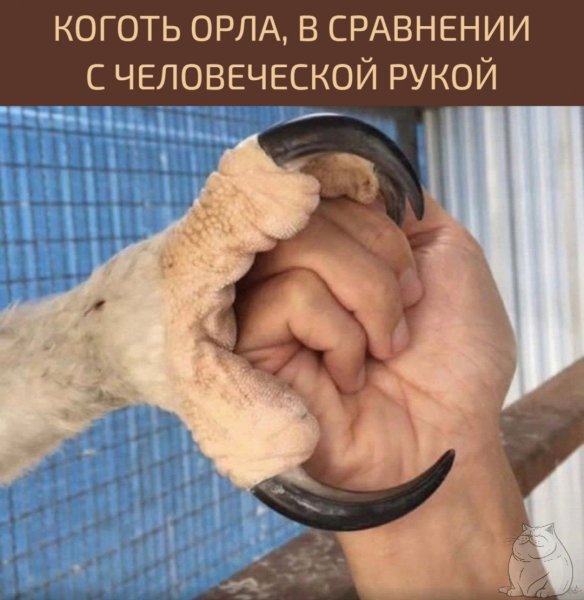 Гигантоморе