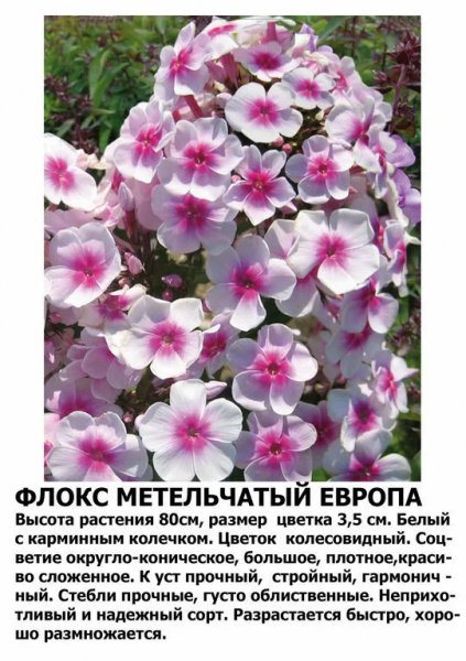 Флокс