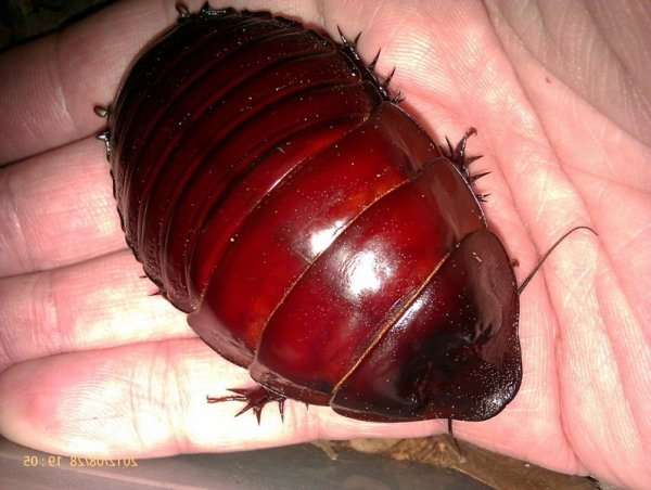 Macropanesthia-rhinoceros