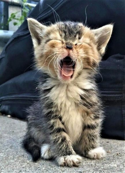 Котоплюшки (12)