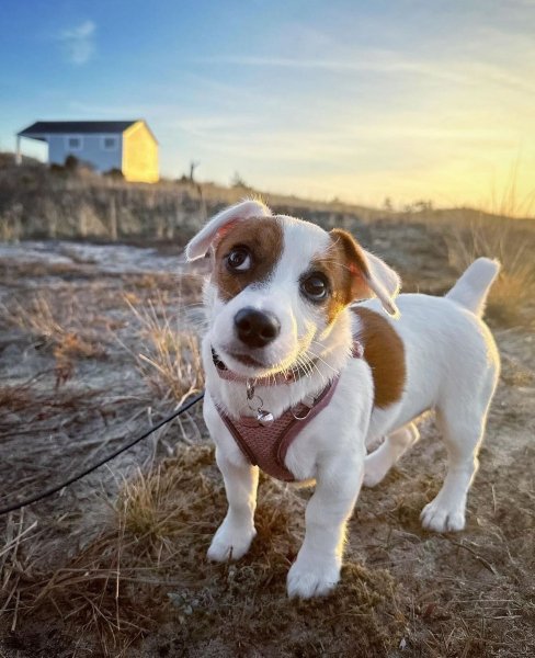 MEDIA # OF DOG