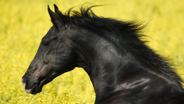 Portrait of a Friesian